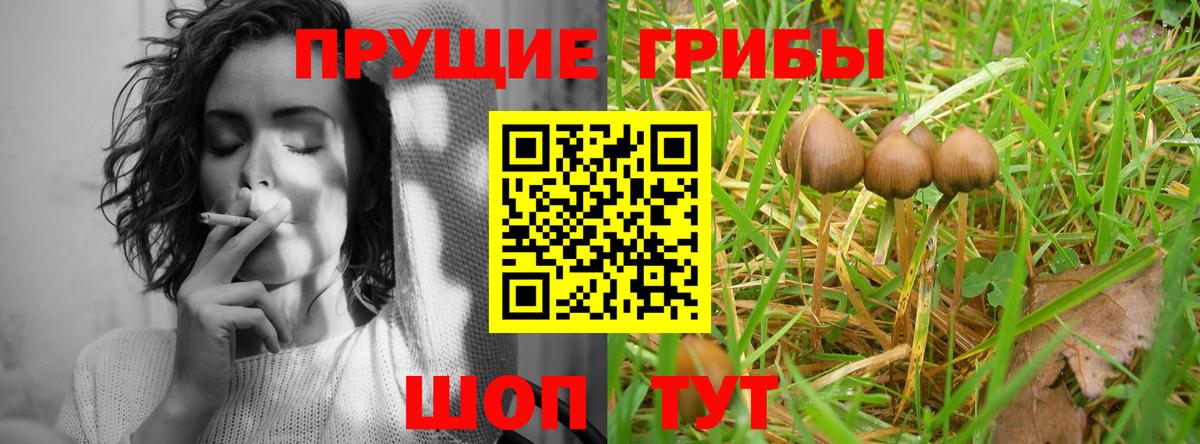 Кингисепп  Галлюциногенные грибы Cubensis  Вход с VPN 